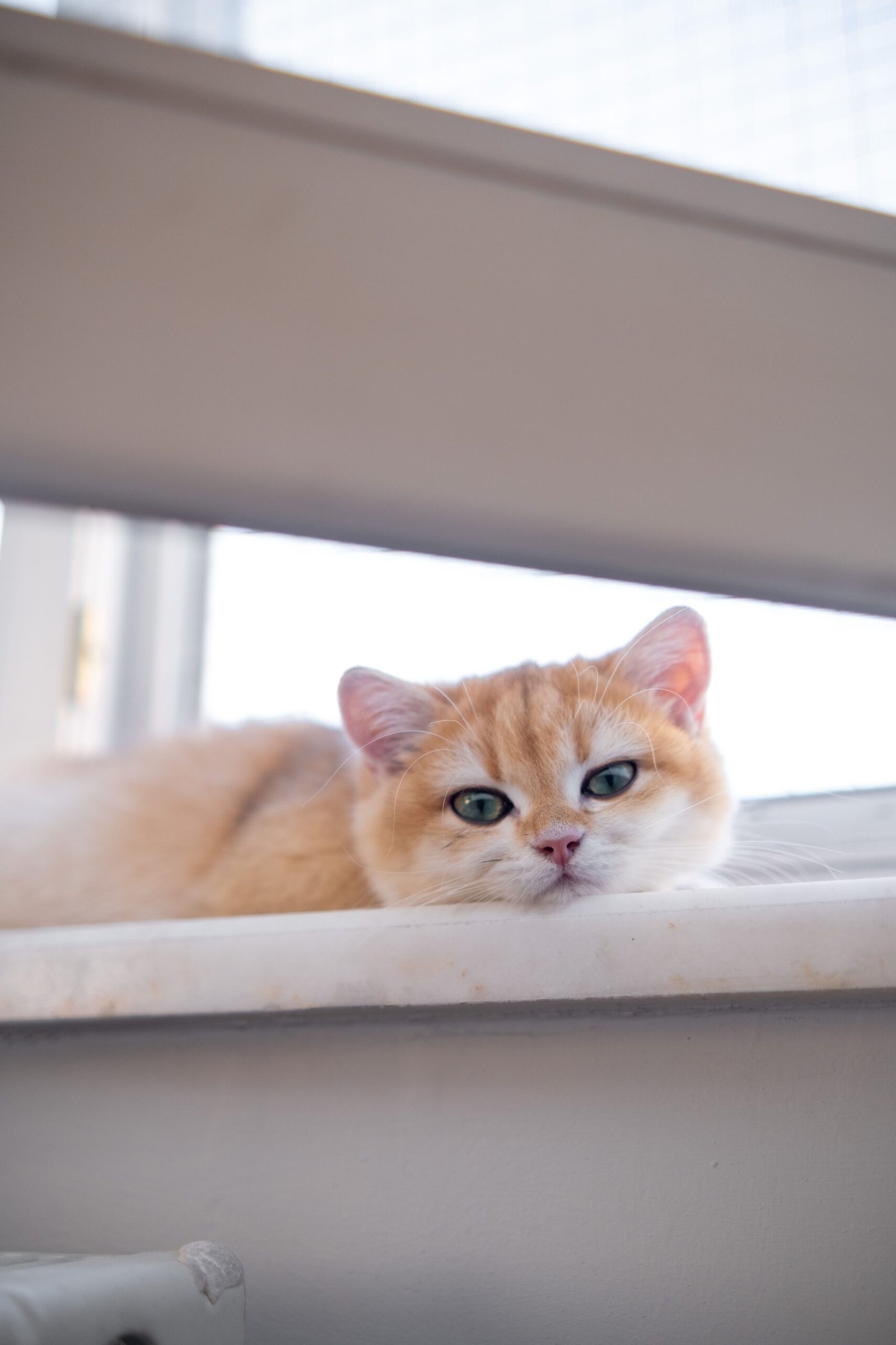 Pet Cameras: What They’re Actually Good For