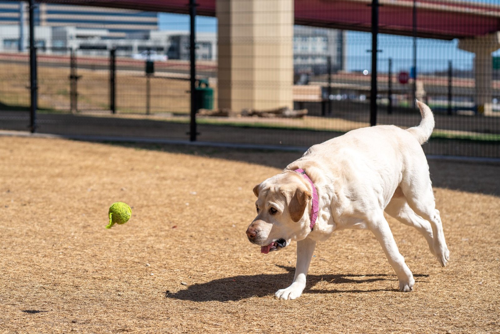 How GPS Pet Trackers Actually Work (And What to Look For)