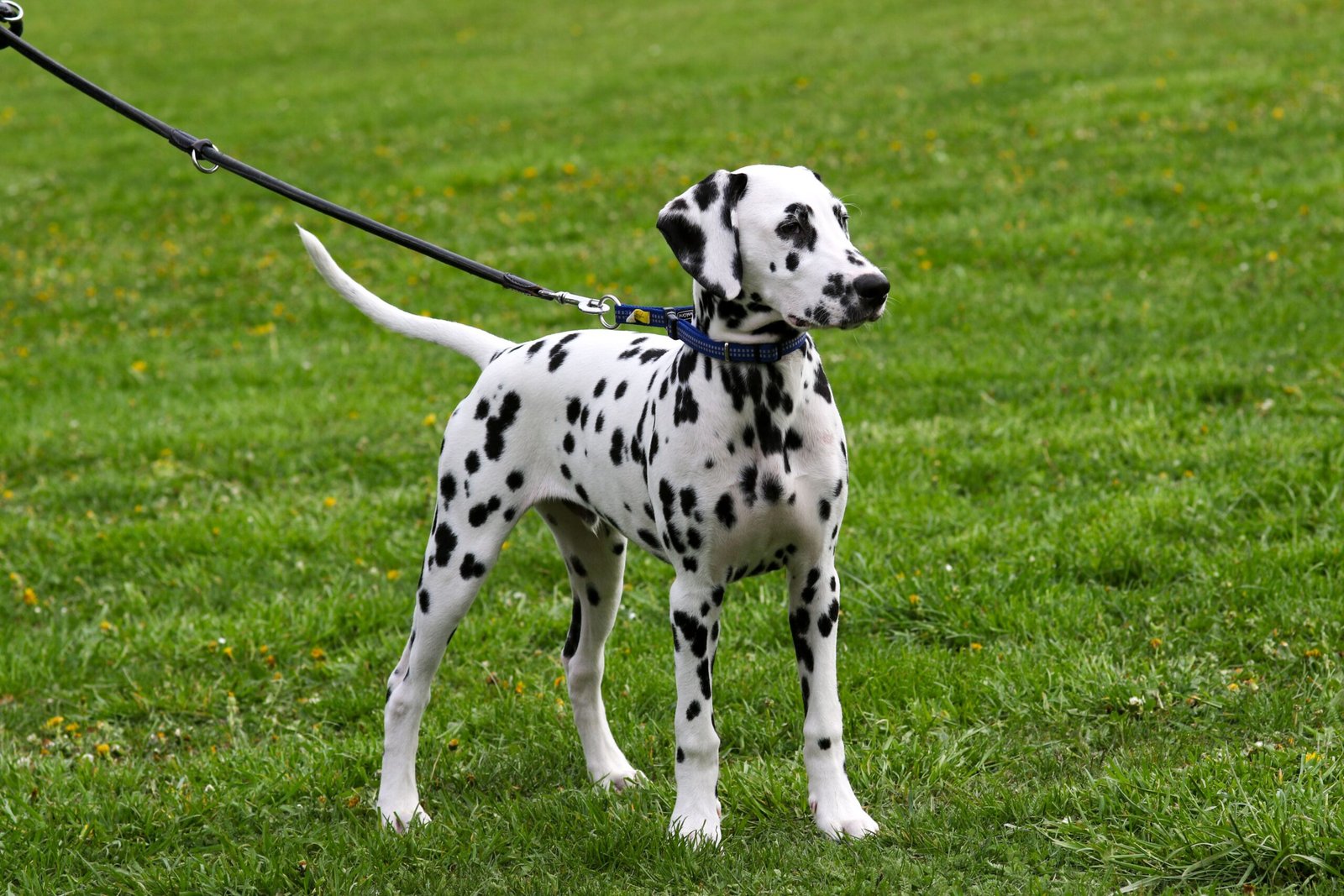 Dog on a leash in a park